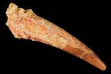 Large, Pterosaur (Siroccopteryx) Tooth - Morocco #124735-1